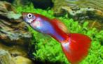 Hobbyaquarium Guppy Flamingo Red, Dieren en Toebehoren, Vissen | Aquariumvissen, Vis, Zoetwatervis, Schoolvis