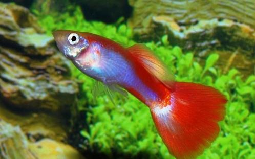 Hobbyaquarium Guppy Flamingo Red, Dieren en Toebehoren, Vissen | Aquariumvissen, Zoetwatervis, Vis, Schoolvis