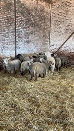 Moutons brebis agneaux, Meerdere dieren, Schaap, 0 tot 2 jaar