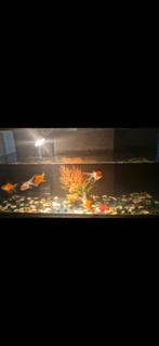 150, Dieren en Toebehoren, Reptielen en Amfibieën | Toebehoren, Ophalen of Verzenden