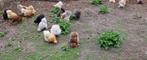 Zijdehoender kippen en hanen (jong), Dieren en Toebehoren, Pluimvee, Meerdere dieren, Kip