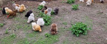 Poulets et coqs Silkfowl (jeunes), Plusieurs animaux, Poule ou poulet