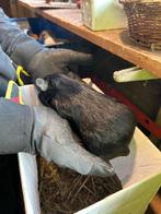 Zwarte cavia te koop, Dieren en Toebehoren