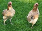 Araucana trio, tarwe. Toefjes en bolstaart
