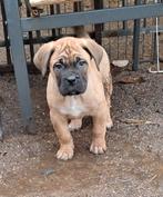 Cane corso pups, Dieren en Toebehoren, België, Fokker | Hobbymatig, CDV (hondenziekte), 8 tot 15 weken