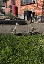 2 nandoe kuikens, Dieren en Toebehoren, Pluimvee, Overige soorten, Meerdere dieren