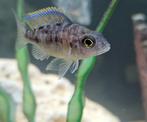 Aulonocara red Blotched malawi cichliden hobbykweek, Dieren en Toebehoren, Vis, Zoetwatervis