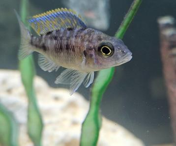 Aulonocara red Blotched malawi cichliden hobbykweek  beschikbaar voor biedingen