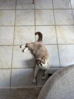 Britse korthaar, Dieren en Toebehoren, Katten en Kittens | Raskatten | Korthaar, Gechipt, 0 tot 2 jaar