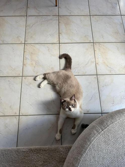 Britse korthaar, Dieren en Toebehoren, Katten en Kittens | Raskatten | Korthaar, 0 tot 2 jaar, Gechipt, Ontwormd, Ingeënt