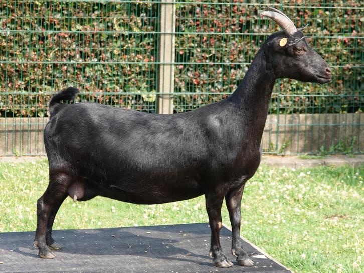 Je cherche du foin, de très bonne qualité !, Animaux & Accessoires, Nourriture pour Animaux, Enlèvement