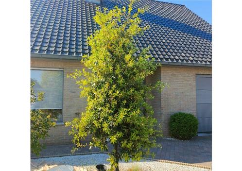 Steeneik van + 3,5 meter zie foto's, Tuin en Terras, Planten | Bomen, Overige soorten, 250 tot 400 cm, Volle zon, Zomer, Ophalen of Verzenden