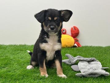Kruising Mix pups beschikbaar voor biedingen