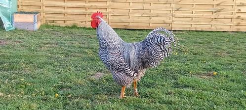 Amrock haan + 4 hennen 2024, Dieren en Toebehoren, Pluimvee