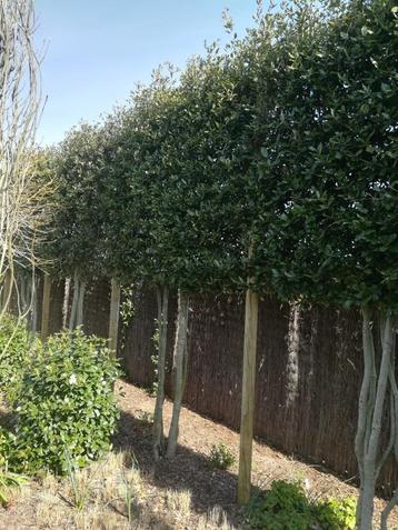 Steeneik leibomen voor tuin en terras beschikbaar voor biedingen