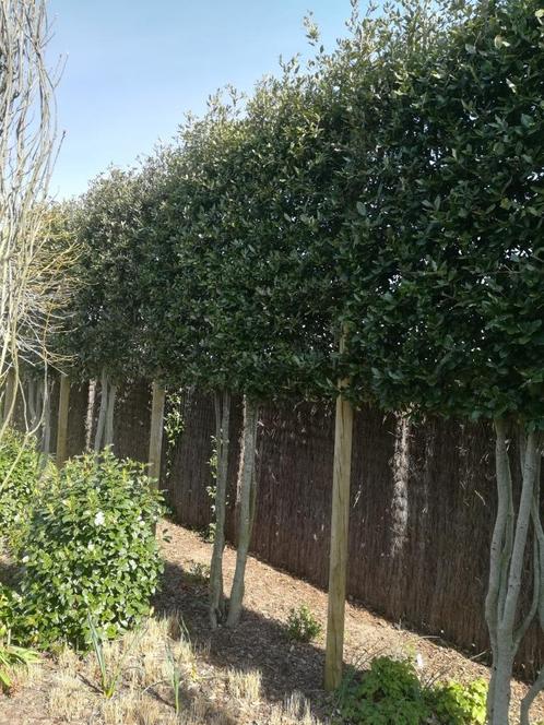 Steeneik leibomen voor tuin en terras, Tuin en Terras, Planten | Tuinplanten, Ophalen