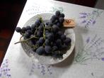 jonge wijnstokken (zeer grote druiven), Tuin en Terras, Planten | Fruitbomen, Lente, Volle zon, 250 tot 400 cm, Ophalen of Verzenden