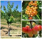 KERSELAARS: Versch soorten Laagstam 15€, Hlfstm 20, Hgstm 30, Jardin & Terrasse, Plantes | Arbres fruitiers, Printemps, Cerisier