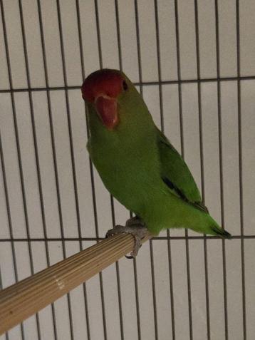 Agapornis Taranta beschikbaar voor biedingen