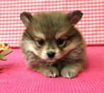 Super mooie Keeshond pups!, Dieren en Toebehoren, Keeshond, 15 weken tot 1 jaar, Buitenland, CDV (hondenziekte)