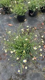 Mexicaans madeliefje - Erigeron, Ophalen