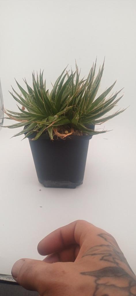 agave schidigera, Huis en Inrichting, Kamerplanten, Vetplant, Minder dan 100 cm, Groene kamerplant, Volle zon, Ophalen of Verzenden