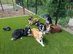 Ontwerp de ultieme speel- en rustplek voor je huisdieren!, Tuin en Terras, Gras en Kunstgras, Nieuw, Kunstgras, Ophalen of Verzenden