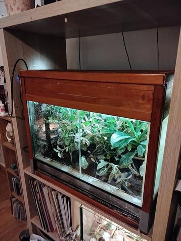 Volledig paludarium met gifkikker beschikbaar voor biedingen