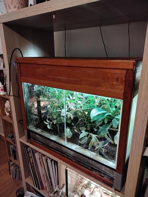 Volledig paludarium met gifkikker, Dieren en Toebehoren, Reptielen en Amfibieën | Toebehoren, Zo goed als nieuw, Terrarium of Paludarium