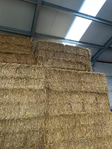 Grote pakken tarwe stro beschikbaar voor biedingen