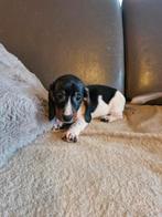 Chiot teckel, Poils courts, Standard, Chien (mâle), Belgique