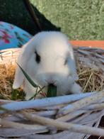 Prachtige NHD minilop rammetje Tricolor BO, Dieren en Toebehoren, Konijnen, Mannelijk, Dwerg, Hangoor, 0 tot 2 jaar