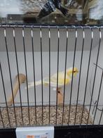 Kanarie, Dieren en Toebehoren