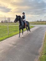 KWPN merrie, Dieren en Toebehoren, Paarden, Merrie, Met stamboom, Niet van toepassing, Dressuurpaard