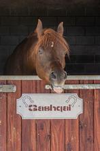 Halve stal gezocht, Diensten en Vakmensen, Dieren | Paarden | Verzorging, Oppas en Dressuur, Ruiter of Bijrijder