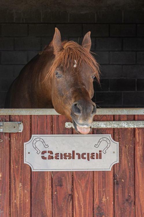 Halve stal gezocht, Diensten en Vakmensen, Dieren | Paarden | Verzorging, Oppas en Dressuur, Ruiter of Bijrijder, Verzorging of Verzorgpony's