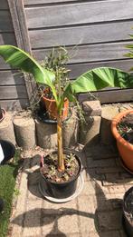 Musa Basjoo/ Japanse vezelbanaan, Tuin en Terras, Planten | Tuinplanten, Ophalen of Verzenden
