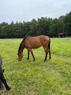 Chique 3-jarige merrie te koop, Dieren en Toebehoren, Paarden, Merrie, Springpaard, Gechipt, Zadelmak