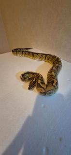 Ballpython's, Dieren en Toebehoren, Reptielen en Amfibieën, Slang, Tam, 0 tot 2 jaar