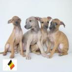 Italiaanse Windhond pup te koop (Belgisch), Dieren en Toebehoren, Honden | Windhonden, CDV (hondenziekte), Meerdere, 8 tot 15 weken