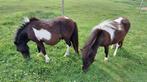 Jument pleine + étalon onc, Dieren en Toebehoren, Paarden, Hengst