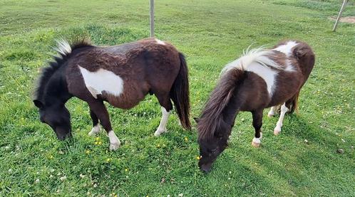 Jument pleine + étalon onc, Dieren en Toebehoren, Paarden, Hengst