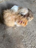 Kleine langharige cavia’s verwacht., Dieren en Toebehoren, Knaagdieren, Oktober, Cavia, Tam