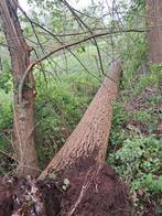 Gratis boom / brandhout op te ruimen, Tuin en Terras, Planten | Bomen, Ophalen