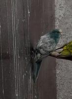 Kakariki Blauw Gezoomd Pop 2025, Vrouwelijk, Parkiet, Geringd