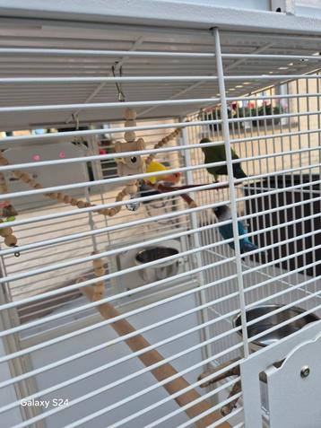3 vogels agapornis één koppel en één man te koop met kooi beschikbaar voor biedingen