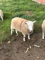 Schaap, Dieren en Toebehoren, Schapen, Geiten en Varkens, Mannelijk, Schaap, 0 tot 2 jaar