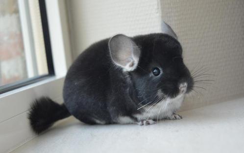 chinchilla bokjes, Dieren en Toebehoren, Knaagdieren, Mannelijk, Chinchilla