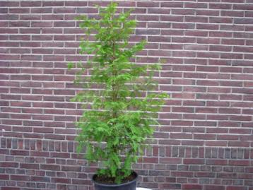 Metasequoia bomen 1 meter hoogte, fris groene  bladkleur beschikbaar voor biedingen