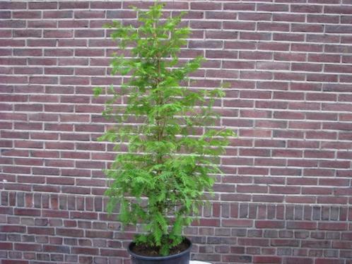 Metasequoia bomen 1 meter hoogte, fris groene  bladkleur, Tuin en Terras, Planten | Bomen, Overige soorten, 100 tot 250 cm, Halfschaduw